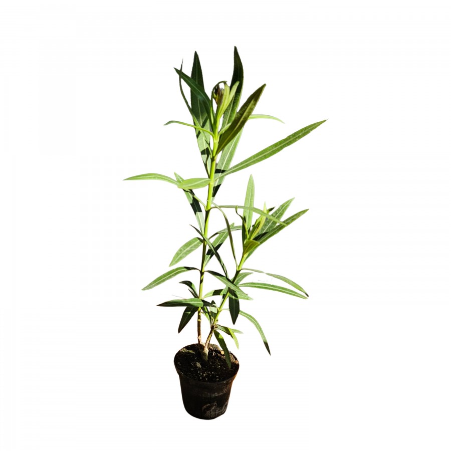 Leandru Soleil Levant 20-40 cm Leandru Soleil Levant 20-40 cm