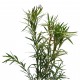 Leandru Corai 1.0 - 1.20 m