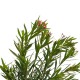 Leandru Ciclam parfumat 1.0 - 1.20 m