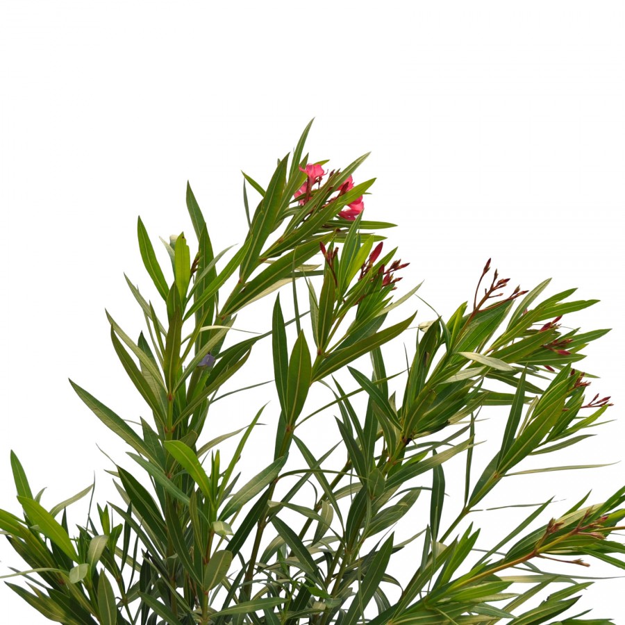 Leandru Ciclam parfumat 1.0 - 1.20 m