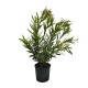 Leandru Ciclam parfumat 1.0 - 1.20 m