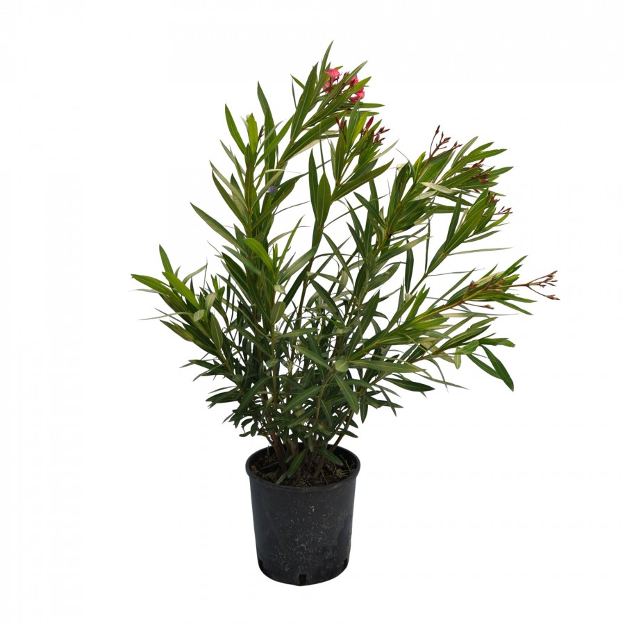 Leandru Ciclam parfumat 1.0 - 1.20 m