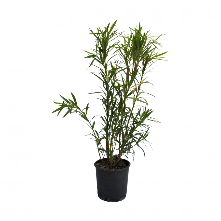Leandru Corai 1.0 - 1.20 m