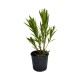 Leandru Floare Dubla Alb 50-70 cm Leandru Floare Dubla Alb 50-70 cm