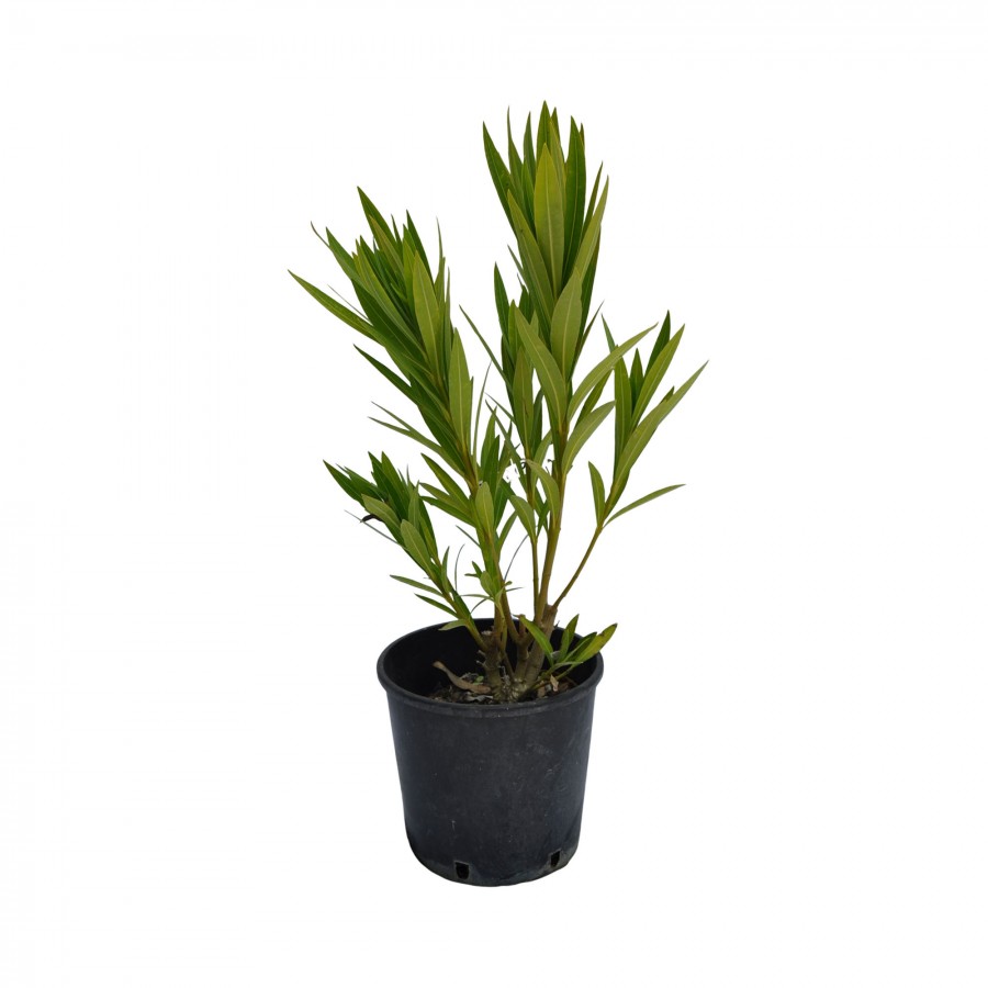 Leandru Floare Dubla Alb 50-70 cm Leandru Floare Dubla Alb 50-70 cm