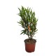 Leandru Floare Dubla Somon 50-70 cm Leandru Floare Dubla Somon 50-70 cm