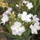 Leandru Mont Blanc Floare Dubla 20-50 cm Leandru Mont Blanc Floare Dubla 20-50 cm