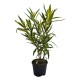 Leandru Variegat Floare Dubla Roz 50-70 cm Leandru Variegat Floare Dubla Roz 50-70 cm