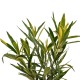 Leandru Floare Dubla Somon 50-70 cm Leandru Floare Dubla Somon 50-70 cm