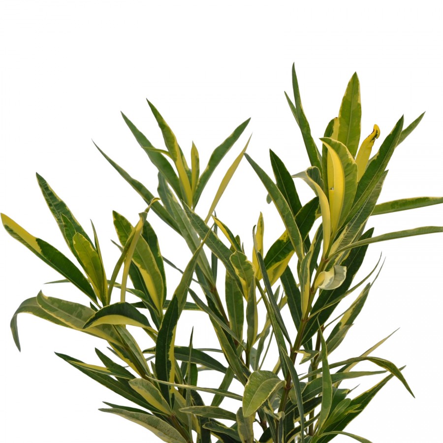 Leandru Floare Dubla Somon 50-70 cm Leandru Floare Dubla Somon 50-70 cm