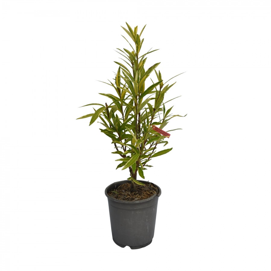 Leandru Variegat Floare Dubla Roz 60-80 cm Ghiveci 9.5L Leandru Variegat Floare Dubla Roz 60-80 cm Ghiveci 9.5L