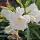 Leandru Floare Dubla Alb 50-70 cm Leandru Floare Dubla Alb 50-70 cm