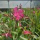 Leandru Ciclam 20-30 cm Leandru Ciclam 20-30 cm
