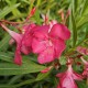 Leandru Ciclam parfumat 1.0 - 1.20 m