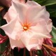 Leandru Floare Dubla Somon 50-70 cm Leandru Floare Dubla Somon 50-70 cm