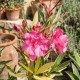 Leandru Splendens Variegat Floare Dubla 20-50 cm Leandru Splendens Variegat Floare Dubla 20-50 cm
