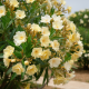 Leandru Luteum Plenum Floare Tripla 20-50 cm Leandru Luteum Plenum Floare Tripla 20-50 cm