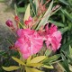 Leandru Variegat Floare Dubla Roz 50-70 cm Leandru Variegat Floare Dubla Roz 50-70 cm