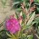 Leandru Variegat Floare Dubla Roz 60-80 cm Ghiveci 9.5L Leandru Variegat Floare Dubla Roz 60-80 cm Ghiveci 9.5L