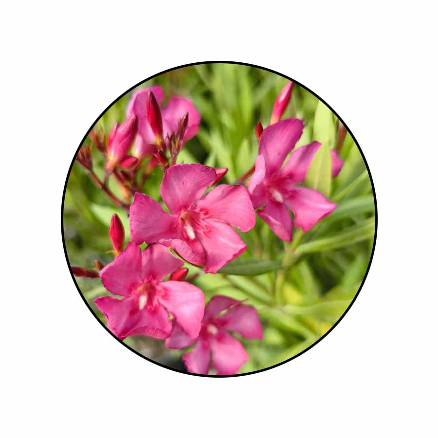 Leandru Pomișor Fucsia 1.2-1.4 m Leandru Pomișor Fucsia 1.2-1.4 m