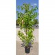 Liquidambar 3-4 m Liquidambar 3-4 m
