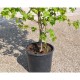 Liquidambar 3-4 m Liquidambar 3-4 m