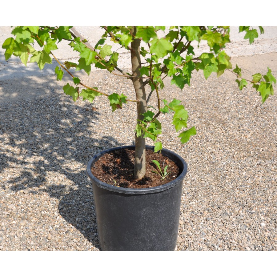 Liquidambar 3-4 m Liquidambar 3-4 m