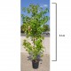 Liquidambar 3-4 m Liquidambar 3-4 m