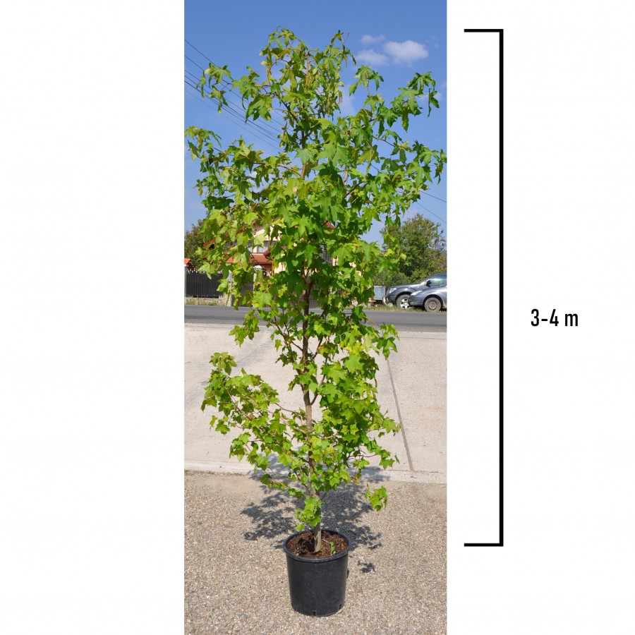 Liquidambar 3-4 m Liquidambar 3-4 m