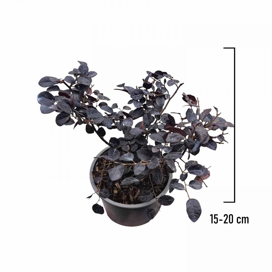 Loropetalum Black Pearl Loropetalum Black Pearl