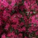 Loropetalum Black Pearl Loropetalum Black Pearl