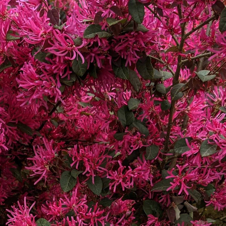 Loropetalum Black Pearl Loropetalum Black Pearl