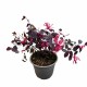Loropetalum Black Pearl Loropetalum Black Pearl