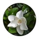 Magnolia Grandiflora 30-50 cm (alveola) Magnolia Grandiflora 30-50 cm (alveola)