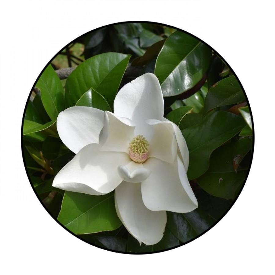 Magnolia Grandiflora 30-50 cm (alveola) Magnolia Grandiflora 30-50 cm (alveola)