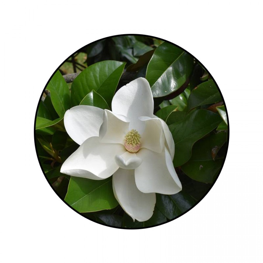 Magnolia Grandiflora 1.20-1.40 m Magnolia Grandiflora 1.20-1.40 m