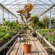 Magnolia Grandiflora 60-80 cm Magnolia Grandiflora 60-80 cm