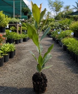 Magnolia Grandiflora 30-50 cm (alveola)