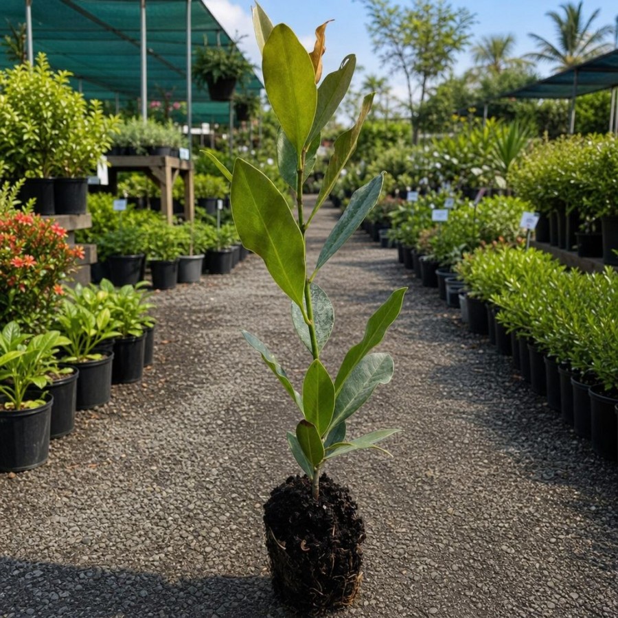 Magnolia Grandiflora 30-50 cm (alveola) Magnolia Grandiflora 30-50 cm (alveola)