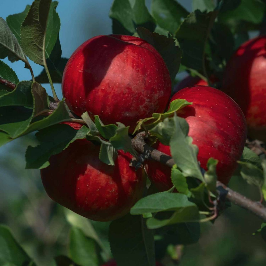 Măr Florina (Rădăcină Liberă) Măr Florina (Rădăcină Liberă)