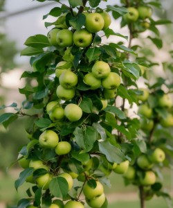 Măr Granny Smith (Rădăcină Liberă) Măr Granny Smith (Rădăcină Liberă)