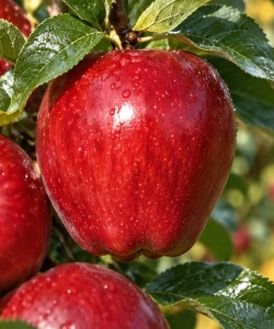 Măr Red Delicious (Radacina libera) Măr Red Delicious (Radacina libera)