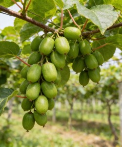 Mini Kiwi Issai (Ghiveci) Mini Kiwi Issai (Ghiveci)