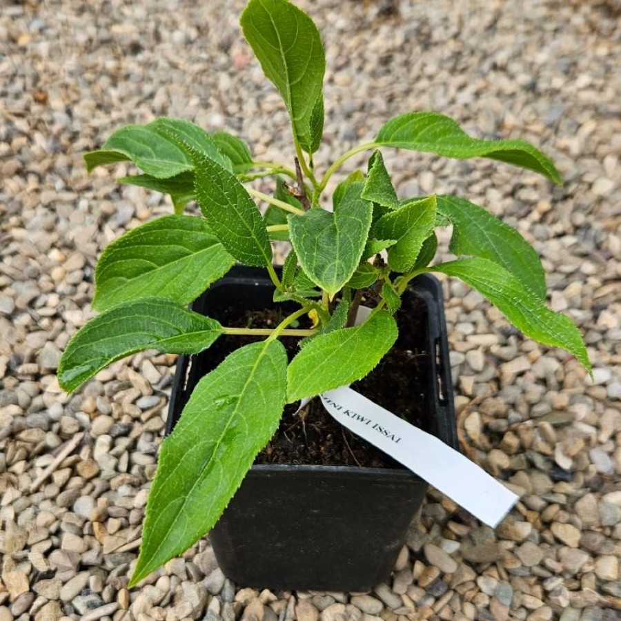 Mini Kiwi Issai (Ghiveci)