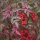 Nandina Obsessed