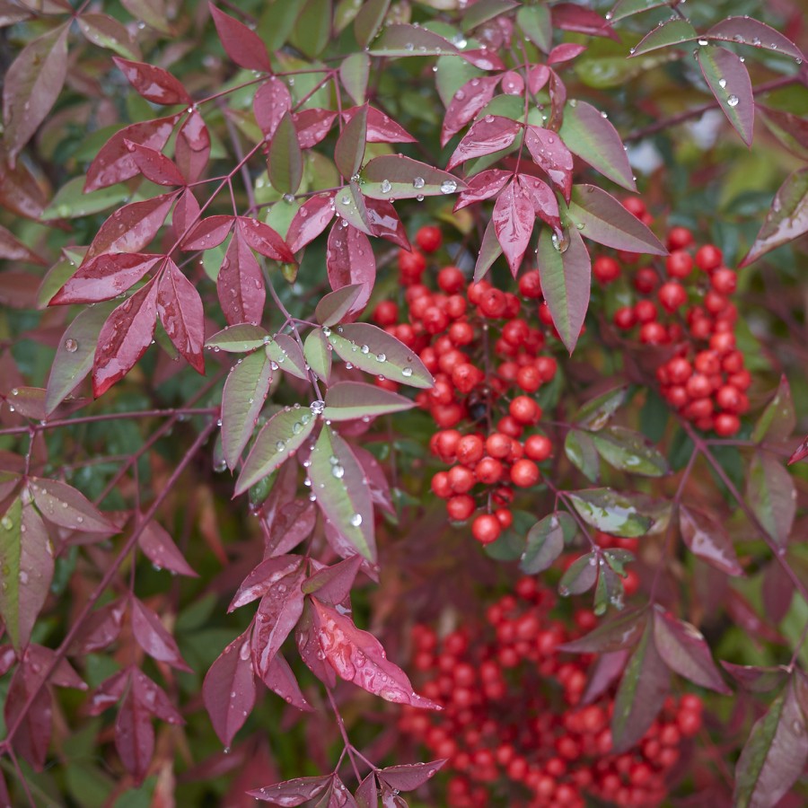 Nandina Obsessed