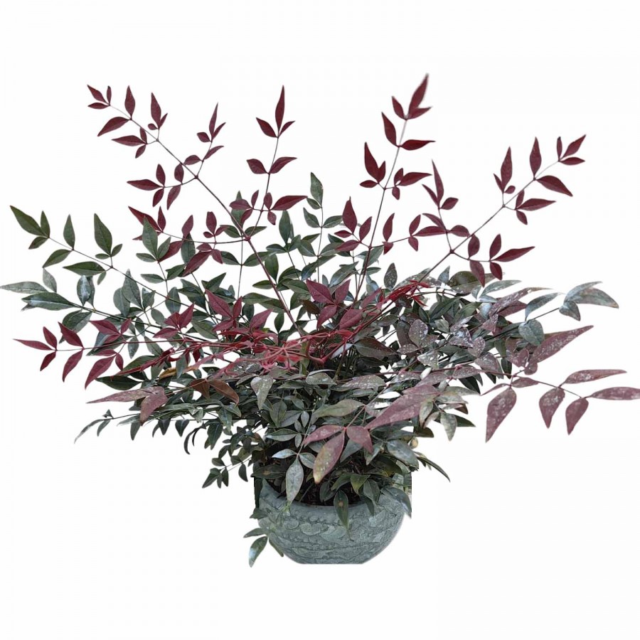Nandina Obsessed
