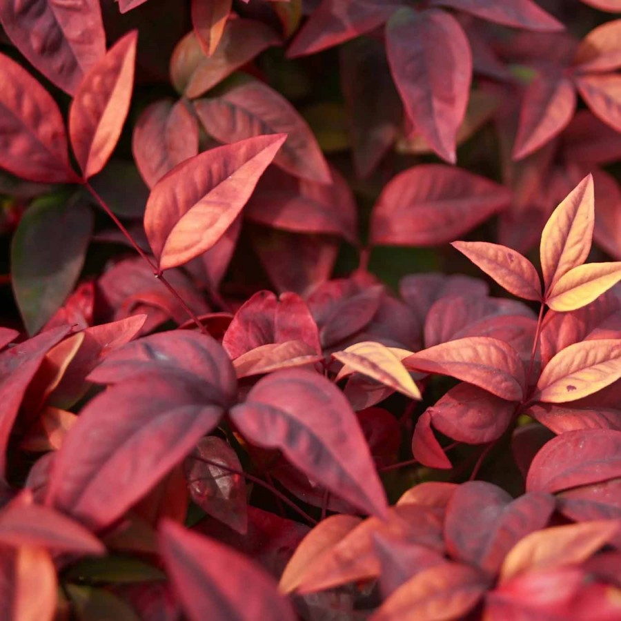 Nandina Obsessed