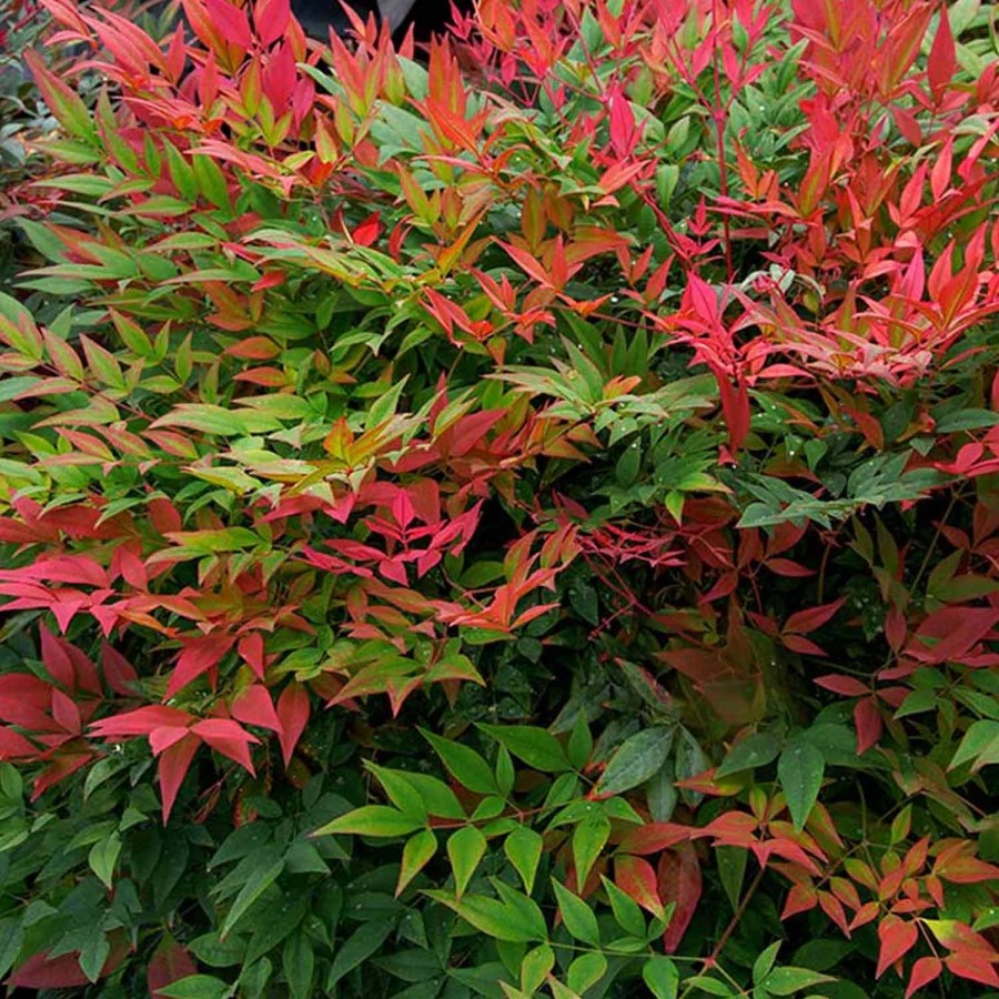 Nandina Obsessed
