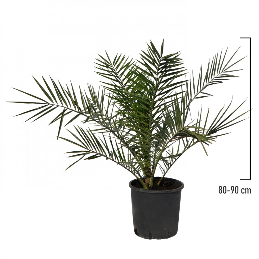 Palmier Phoenix Canariensis 80-90 cm Palmier Phoenix Canariensis 80-90 cm